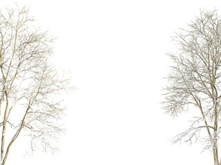 Wall Mural - Winter tree branches with snow isolated  