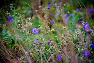 Canvas Print - Violet flower plant in the forest