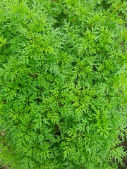 cosmos caudatus plant, also called the king of salads, the leaves are usually eaten as fresh vegetab