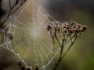 Close-up image of a spiderweb with raindrops.