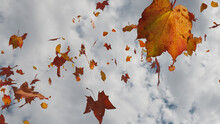 Seasonal Wallpaper With Fall Leaves Blowing In The Wind. Cloudy Sky Banner With Copy-space.
