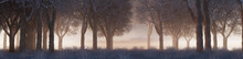 Seasonal Background With Snow Covered Trees In A Pale Mist. Beautiful Winter Woodland Banner.