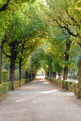 Naklejka na meble alley in the park