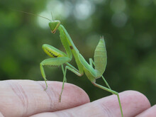 Close Up Of Green Mantis On Male Finger With Blurred Background. Praying Mantis.