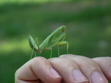 Giant Asian Green Praying Mantis On Male Hand. A Closeup Of A Praying Mantis.
