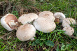 Agaricus campestris. Wild mushroom in the meadow.