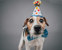 Portrait Of A Jack Russell Terrier Dog Wearing A Bow Tie And Birthday Hat