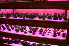 Wooden Growing Boxes With Hydroponic Irrigation. Tidal Irrigation To The Roots. Artificial Lighting With Infrared Spectrum For Better Growth. Violet Spectrum Lighting Equipment In The Cabinet