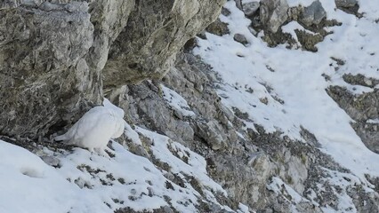 Wall Mural - Birds on snow in the wild Alps, the rock ptarmigan (Lagopus muta)