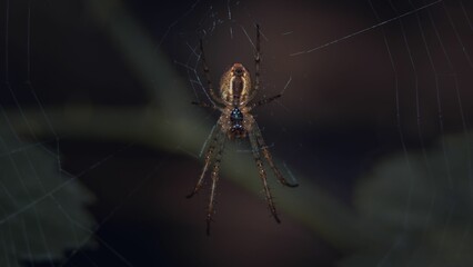 Closeup shot of a spider
