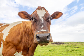 Wall Mural - Beef cow portrait, close up, a mature and calm red one, friendly and calm expression, a sky background