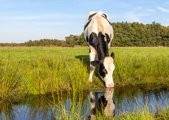 Wall Mural - Dairy cow drinking water on the bank of the creek a rustic country scene, reflection in a ditch