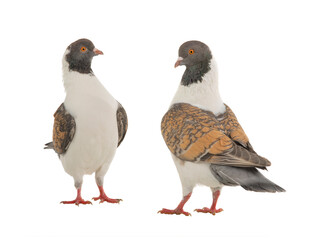 Canvas Print - two german modena pigeon isolated on white background