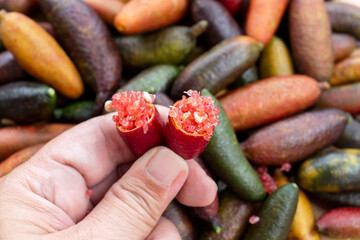 Finger lime or caviar lime of Australian cut in half, it is edible fruits used for cooking gourmet cuisine. Woman hand holding fresh Citrus australasica.