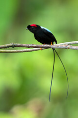 Wall Mural - Long-tailed manakin (Chiroxiphia linearis) is a species of bird in the family Pipridae native to Central America where it inhabits both wet and dry tropical and subtropical forests.