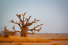 Paysage Africain Baobab