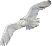 White Polar Owl Illustration