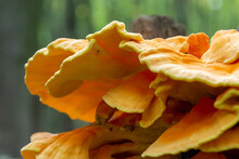 Macro Photography Close-up Of Orange Bracket Fungus Also Known As Crab Of The Woods Or Chicken Of The Woods Laetiporus Sulphureus Growing On Tree
