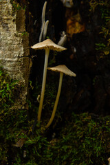 Mushroom White Milking Bonnet Mycena galopus var. candida on a blurred background