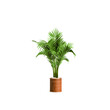 3d illustration of potted palm isolated on transparent background