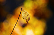 Herbststimmung 
- Goldener Oktober
- November Stimmung 
- Novemberblues
