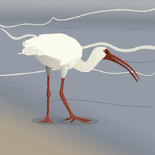 A Vector Illustration Of An American White Ibis Wading On The Beach. He Is Walking With His Beak Slightly Open And His Head Down, Foraging.

