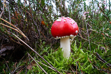 Wall Mural - Closeup of toadstool fungus among forest heather bushes during autumn