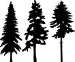 silhouette pine, spruce black design vector