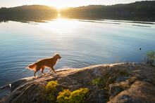 Dog On The Stone Seashore At Sunset. Nova Scotia Duck Tolling Retriever In A Unique Landscape