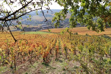 Wall Mural - vineyard in autumn