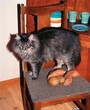 Furry gray cat with a curious look standing on the chair with potatoes and looking aside