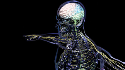 Human brain nervous system anatomy, sections are separated by colored spots, medical diagram with parasympathetic and sympathetic nerves. medically accurate, Central organ, 3d render