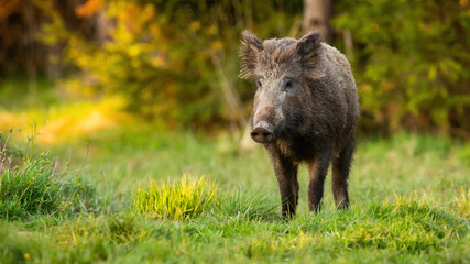 Wall Mural - wild boar, sus scrofa, walking on grassland in summertime nature. brown swine going on green meadow 
