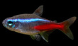 Closeup of blue neon tetra fish isolated on black background