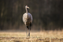 Common Crane, Grus Grus, Approaching On Dry Meadow In Autumn From Front. Long-legged Bird Walking On Desolated Field . Grey Animal With Red Head Marching On Pasture.