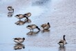 Group of Brent Geese o the sandy coastline