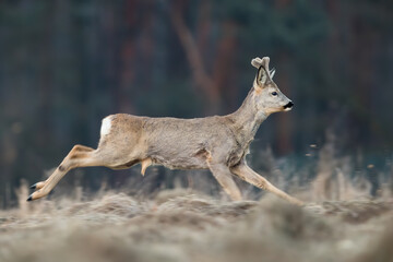 Wall Mural - Roe deer, capreolus capreolus, running on dry field in springtime from side. Antlered mammal sprinting on meadow in spring. Roebuck in movement on glade