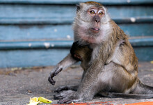 Portrait Wild Long Tailed Macaque With Baby Child Closeup Eating Bananas Near Batu Caves, Selangor, Malaysia.