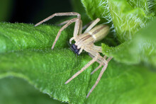 A Spider Eating Its Hunted Prey - An Aphid. A Natural Enemy Of Plant Pests In Gardens And Agricultural Fields.