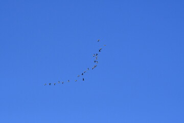 Canvas Print - Geese