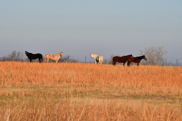 Poster - Horses