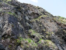 Plante Fétuque Des Roches Sur La Falaise Basaltique De Lombo Gordo Sur L'île De Sao Miguel Aux Açores. Portugal