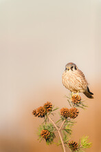 Female American Kestrel Naturally Perched On A Pine Branch