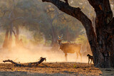 Common eland walking with oxpeckers on his back in Mana Pools National Park in Zimbabwe