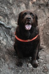 Poster - Vertical shot of a black dog