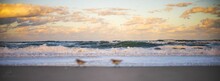 Panoramic Of Sea Birds Running On The Sand Of A Beautiful Sea With Waves Under A Cloudy Sunset