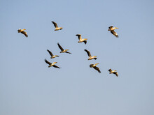White Pelicans Flying Against Blue Sky