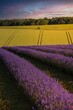 Beautiful vertical view of lavender flowers field with a sunset sky