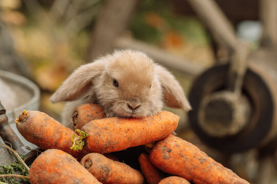 Fluffy foxy rabbit with carrot on autumn background