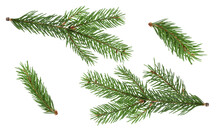 Fir Branch Isolated Png Transparent. Christmas Tree. Christmas Green Spruce Branch. Green Fir Tree Branch. Object For Christmas Card, Packaging, Banner, Calendar.